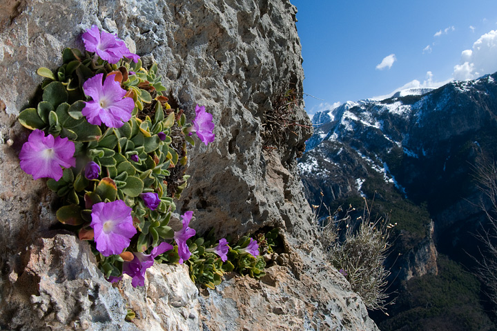 Primula allionii, di Allioni, primula rara, fiori di montagna